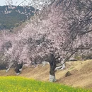 林芝旅游 缩略图 4