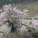 林芝旅游 缩略图 8