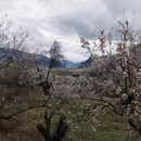 林芝旅游 缩略图 4