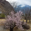 林芝旅游 缩略图 7