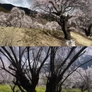 林芝旅游 缩略图 5