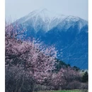 林芝旅游 缩略图 1