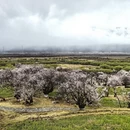 林芝旅游 缩略图 3