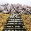 林芝旅游 缩略图 1