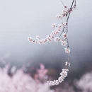 林芝旅游 缩略图 2