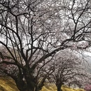 林芝旅游 缩略图 6