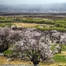 林芝旅游 缩略图 4