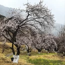 林芝旅游 缩略图 8