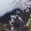 林芝旅游 缩略图 3