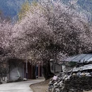 林芝旅游 缩略图 8