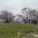 林芝旅游 缩略图 4