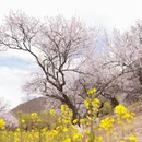 林芝旅游 缩略图 1