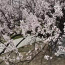 林芝旅游 缩略图 5