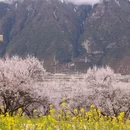 林芝旅游 缩略图 3