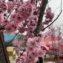林芝旅游 缩略图 1