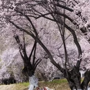 林芝旅游 缩略图 4