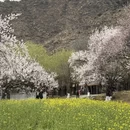 林芝旅游 缩略图 3