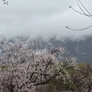 林芝旅游 缩略图 2