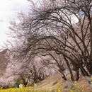 林芝旅游 缩略图 7