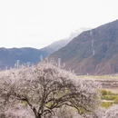 林芝旅游 缩略图 9