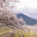 林芝旅游 缩略图 8