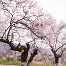 林芝旅游 缩略图 2