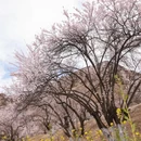 林芝旅游 缩略图 5