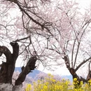 林芝旅游 缩略图 4