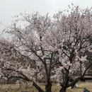 林芝旅游 缩略图 6