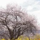 林芝旅游 缩略图 6