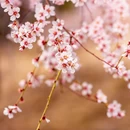 林芝旅游 缩略图 6