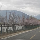 林芝旅游 缩略图 1