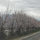 林芝旅游 缩略图 5