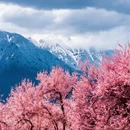 林芝旅游 缩略图 4