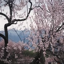 林芝旅游 缩略图 2