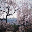 林芝旅游 缩略图 1