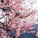 林芝旅游 缩略图 7