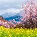 林芝旅游 缩略图 5