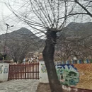 林芝旅游 缩略图 7