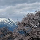 林芝旅游 缩略图 3