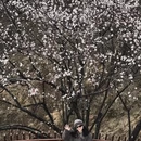 林芝旅游 缩略图 7