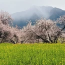 林芝旅游 缩略图 3