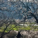 林芝旅游 缩略图 1
