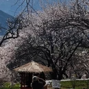 林芝旅游 缩略图 4