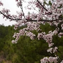 林芝旅游 缩略图 5