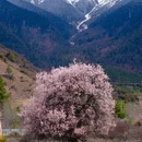 林芝旅游 缩略图 2
