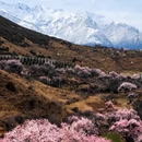 林芝旅游 缩略图 4