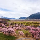 林芝旅游 缩略图 5