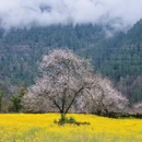 林芝旅游 缩略图 1