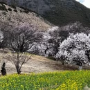 林芝旅游 缩略图 4